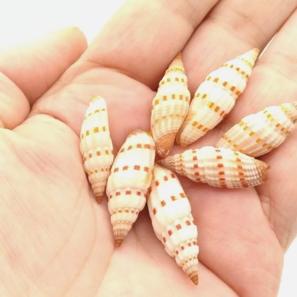 Rare Vintage Mitre Specimen Snail Shell Vexillum sanguisuga - 25pcs 1/2" to 1" L - Picture 2 of 3